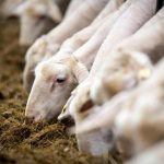 Η μάστιγα της ευλογιάς των αιγοπροβάτων και του αφθώδους πυρετού των διχήλων: Μια προαναγγελθείσα καταστροφή