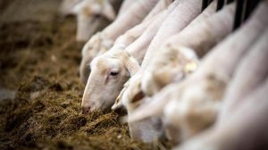 Η μάστιγα της ευλογιάς των αιγοπροβάτων και του αφθώδους πυρετού των διχήλων: Μια προαναγγελθείσα καταστροφή