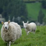 Ιρλανδία: Επιδότηση εμβολιασμού κατά του καταρροϊκού πυρετού σε βοοειδή και πρόβατα