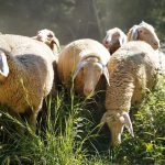 Νέα ενίσχυση του μηχανισμού του ΥΠΑΑΤ με 45 προσλήψεις για την αντιμετώπιση της ευλογιάς