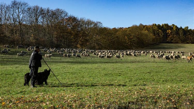Μέτρα για την αποτροπή εξάπλωσης και μετάδοσης του αφθώδους πυρετού στο ζωικό κεφάλαιο