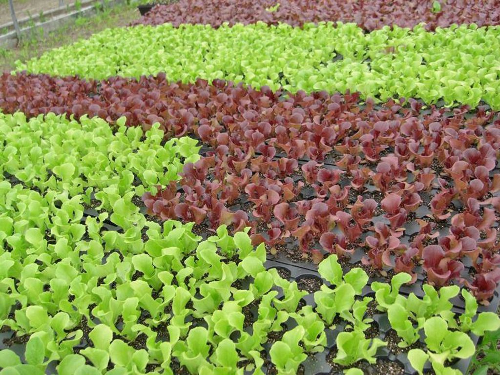 Βροχές και εισαγόμενα δημιούργησαν προβλήματα στα λαχανικά των Ιρίων