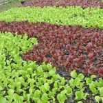 Βροχές και εισαγόμενα δημιούργησαν προβλήματα στα λαχανικά των Ιρίων