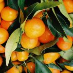 Καταβάλλονται αποζημιώσεις για μανταρίνια - Ανάγκη για μεγαλύτερη στήριξη (Βίντεο) • Έλληνας Αγρότης