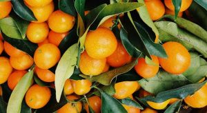 Καταβάλλονται αποζημιώσεις για μανταρίνια - Ανάγκη για μεγαλύτερη στήριξη (Βίντεο) • Έλληνας Αγρότης