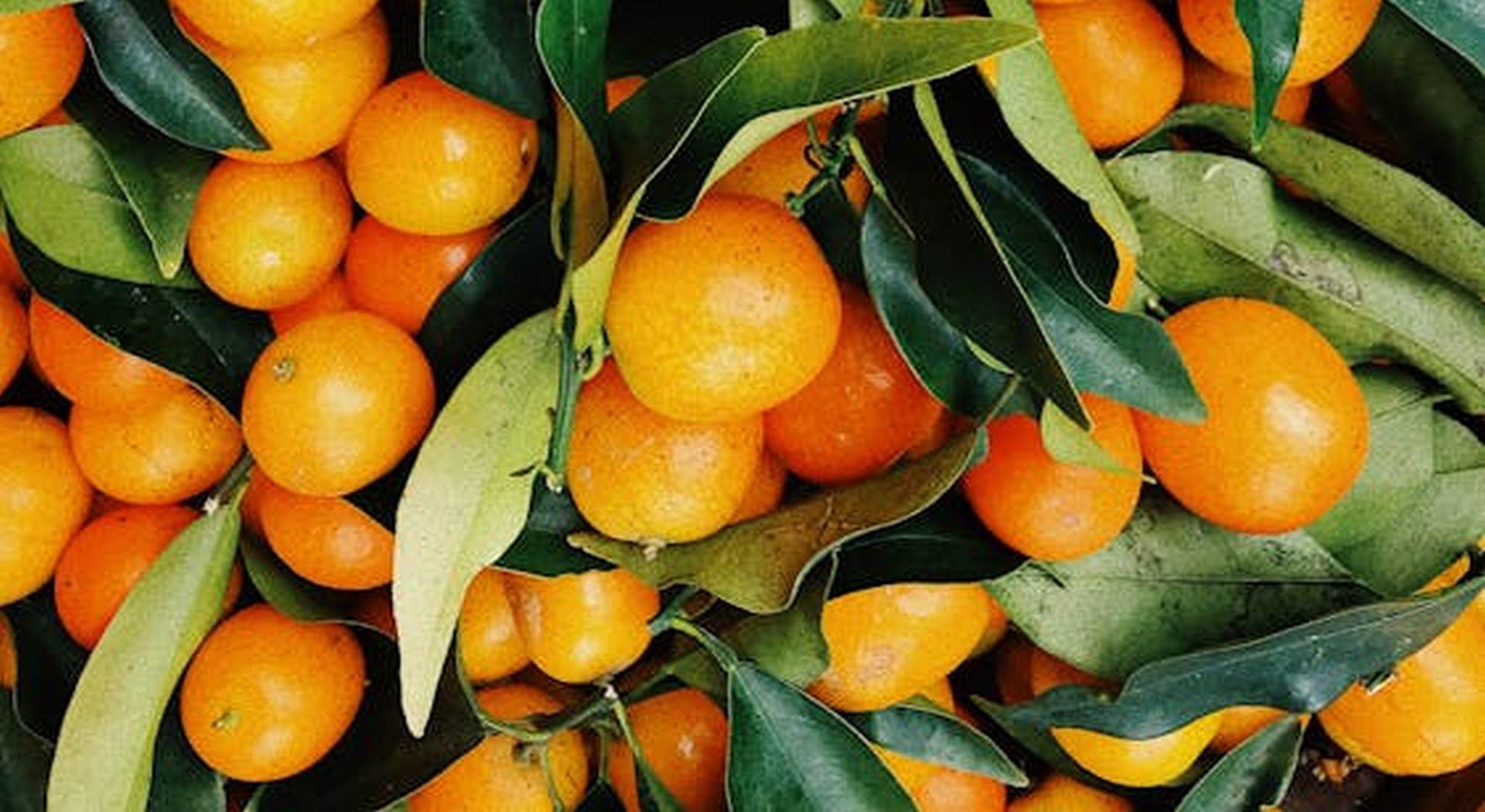 Καταβάλλονται αποζημιώσεις για μανταρίνια - Ανάγκη για μεγαλύτερη στήριξη (Βίντεο) • Έλληνας Αγρότης