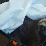 Έβρος: Εννέα μαυρόγυπες νεκροί σε σύνολο 12 δηλητηριασμένων στη Δαδιά