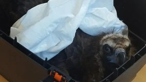 Έβρος: Εννέα μαυρόγυπες νεκροί σε σύνολο 12 δηλητηριασμένων στη Δαδιά