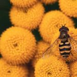 Παρέμβαση ΓΕΩΤ.Ε.Ε. για το Εθνικό Σχέδιο Δράσης για τους επικονιαστές