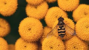 Παρέμβαση ΓΕΩΤ.Ε.Ε. για το Εθνικό Σχέδιο Δράσης για τους επικονιαστές