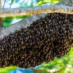 Νέοι περιορισμοί της ΕΕ σε εισαγόμενα τρόφιμα με φυτοφάρμακα επιβλαβή για τις μέλισσες