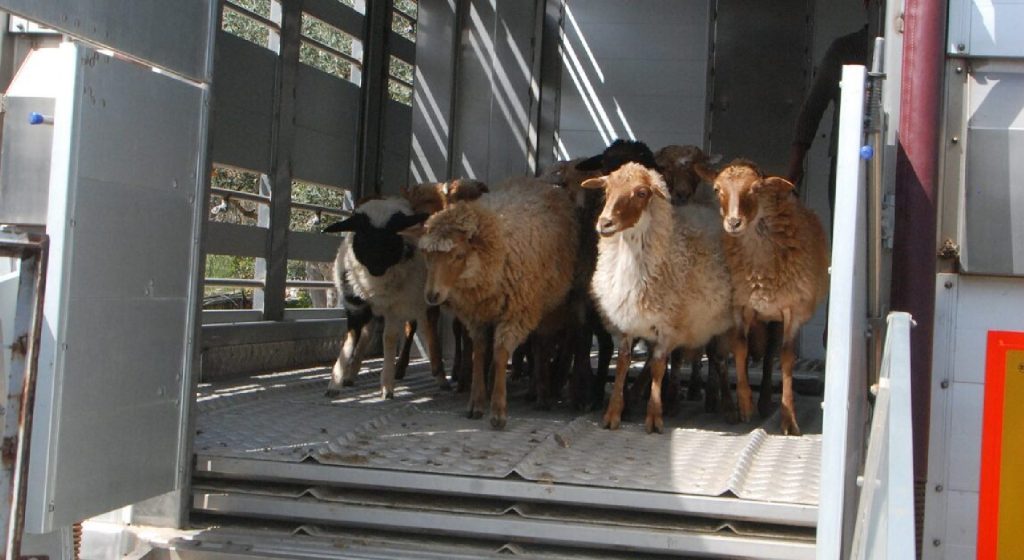 Συνελήφθησαν 3 κτηνοτρόφοι στη Ναύπακτο για παράνομη μεταφορά αιγοπροβάτων • Έλληνας Αγρότης