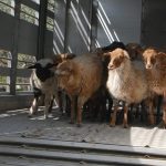 Συνελήφθησαν 3 κτηνοτρόφοι στη Ναύπακτο για παράνομη μεταφορά αιγοπροβάτων • Έλληνας Αγρότης