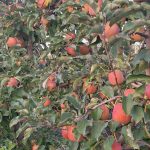 Θετικό πρόσημο για την καλλιέργεια μήλου Ζαγοράς • Έλληνας Αγρότης