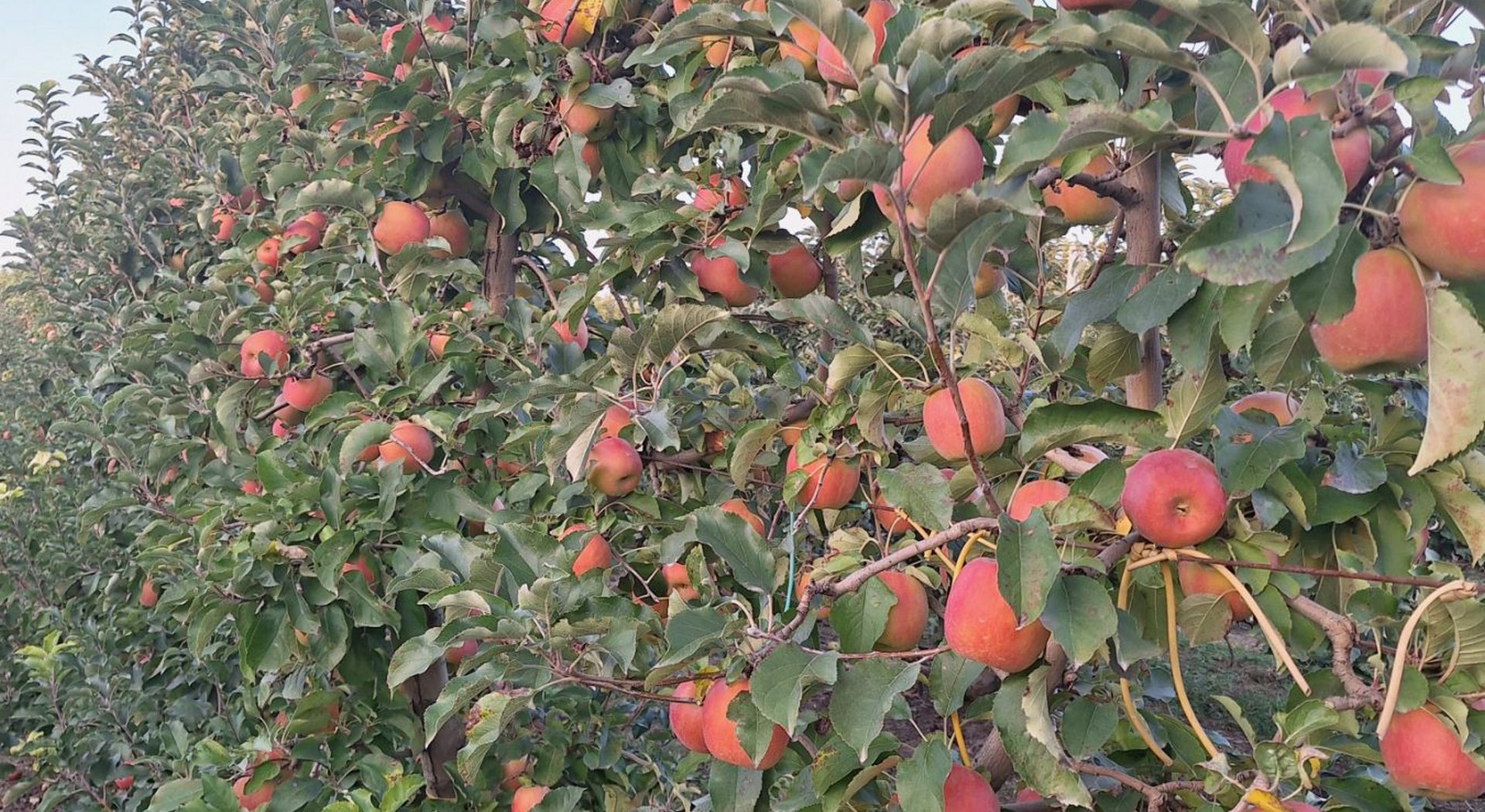 Θετικό πρόσημο για την καλλιέργεια μήλου Ζαγοράς • Έλληνας Αγρότης