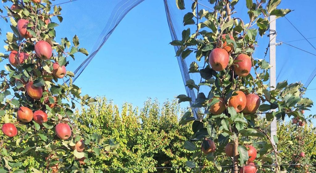 Σε τραγική κατάσταση οι δενδροκαλλιεργητές της Πέλλας - Αγωνία και άγνοια για τις αποζημιώσεις • Έλληνας Αγρότης