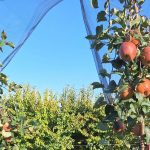 Σε τραγική κατάσταση οι δενδροκαλλιεργητές της Πέλλας - Αγωνία και άγνοια για τις αποζημιώσεις • Έλληνας Αγρότης