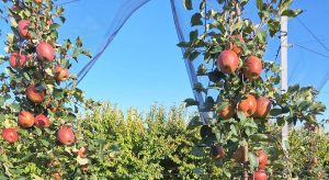 Σε τραγική κατάσταση οι δενδροκαλλιεργητές της Πέλλας - Αγωνία και άγνοια για τις αποζημιώσεις • Έλληνας Αγρότης