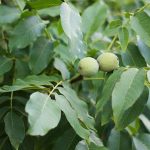 Προληπτικά τα µέτρα κατά της φυτόφθορας στην καρυδιά