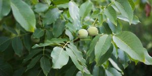 Προληπτικά τα µέτρα κατά της φυτόφθορας στην καρυδιά