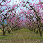 Προσελκύουν επισκέπτες και φωτογραφικά κλικ οι ανθισμένες ροδακινίες Ημαθίας