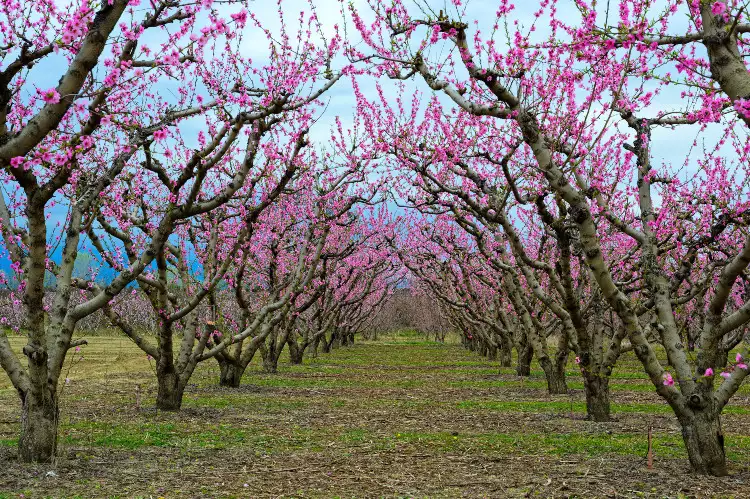 Προσελκύουν επισκέπτες και φωτογραφικά κλικ οι ανθισμένες ροδακινίες Ημαθίας