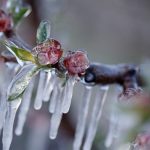 Αποζημίωση κερασοπαραγωγών Θεσσαλίας για απώλειες από εαρινό παγετό 2025 ζητά ο Κουρέτας