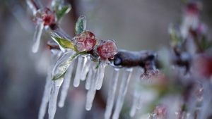 Οδεύει για μετά το Πάσχα η εξόφληση του 25% για ζημιές από τον εαρινό παγετό 2025