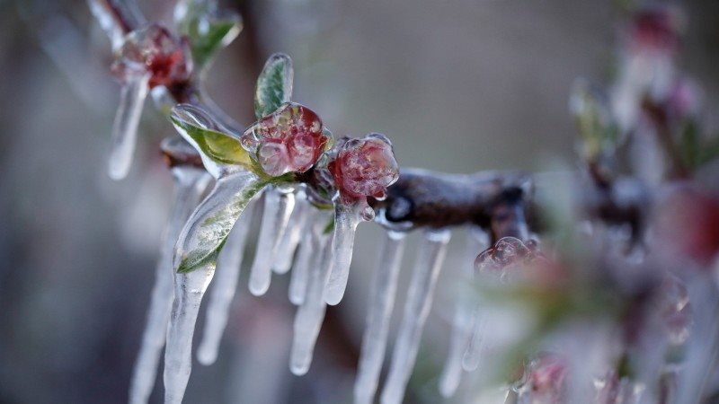 Οδεύει για μετά το Πάσχα η εξόφληση του 25% για ζημιές από τον εαρινό παγετό 2025