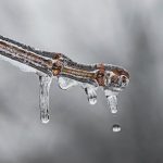 Εργαλεία για αποζημίωση παγετού για προανθικό ψάχνει το ΥΠΕΘΟ