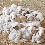 Νίκος Χούμκοζλης: Η επένδυση στο χειροποίητο παγωτό ως απάντηση στον έντονο ανταγωνισμό της τυροκομίας