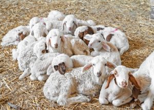 Νίκος Χούμκοζλης: Η επένδυση στο χειροποίητο παγωτό ως απάντηση στον έντονο ανταγωνισμό της τυροκομίας