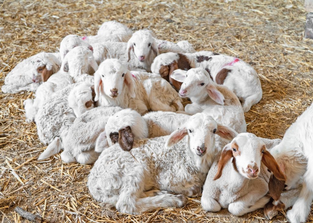Νίκος Χούμκοζλης: Η επένδυση στο χειροποίητο παγωτό ως απάντηση στον έντονο ανταγωνισμό της τυροκομίας