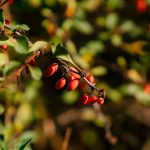 Tα superfoods που υπόσχονταν πολλά, αλλά δεν απέδωσαν ποτέ • Έλληνας Αγρότης