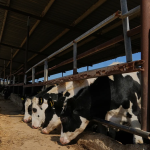 ΥΠΑΑΤ: Δεύτερο επιβεβαιωμένο κρούσμα αφθώδους πυρετού στη Λέσβο