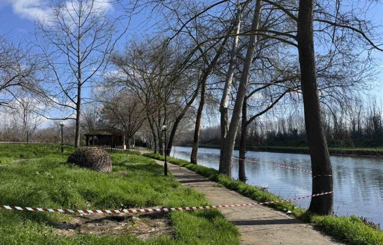 Το έλκος που ξηραίνει τα πλατάνια εμφανίστηκε στον Λουδία- Μέτρα στην Πέλλα