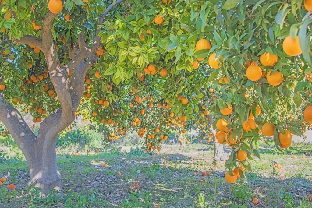 Το Μεσολόγγι κρατά χαμηλά τις τιμές στα Βαλέντσια της Λακωνίας