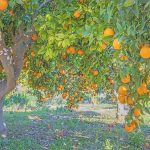 Το Μεσολόγγι κρατά χαμηλά τις τιμές στα Βαλέντσια της Λακωνίας