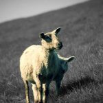 Υπόνοια αφθώδους πυρετού σε κτηνοτροφική μονάδα στη Λέσβο