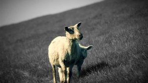 Υπόνοια αφθώδους πυρετού σε κτηνοτροφική μονάδα στη Λέσβο