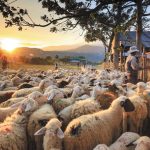 synecheia-ton-apolymanseon-se-16-stathmous-tis-kritis-sto-plaisio-ton-proliptikon-metron-gia-tin-evlogia-278534