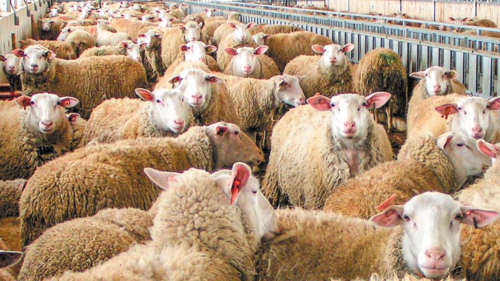 Έναρξη 2ου κύκλου τηλεκπαίδευσης κτηνοτρόφων από τον ΕΛΓΟ – ΔΗΜΗΤΡΑ