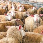 Έναρξη 2ου κύκλου τηλεκπαίδευσης κτηνοτρόφων από τον ΕΛΓΟ – ΔΗΜΗΤΡΑ