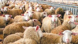 Έναρξη 2ου κύκλου τηλεκπαίδευσης κτηνοτρόφων από τον ΕΛΓΟ – ΔΗΜΗΤΡΑ