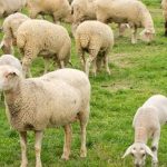 «Χωρίς χαλάρωση» τα μέτρα κατά αφθώδους πυρετού στην Κύπρο λέει ο Βάρχελι