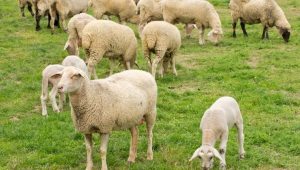 «Χωρίς χαλάρωση» τα μέτρα κατά αφθώδους πυρετού στην Κύπρο λέει ο Βάρχελι