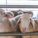 Ευλογιά: Στις 481.359 οι συνολικές θανατώσεις αιγοπροβάτων