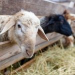 Σε δύο βδομάδες αρχίζουν οι σφαγές ενόψει Πάσχα και ακόμη δεν υπάρχει επάρκεια σε κέντρα για το τεστ σάλιου