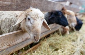 Σε δύο βδομάδες αρχίζουν οι σφαγές ενόψει Πάσχα και ακόμη δεν υπάρχει επάρκεια σε κέντρα για το τεστ σάλιου