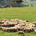 Αιτωλοακαρνανία: Εξαρθρώθηκε εγκληματική οργάνωση που διέπραττε ζωοκλοπές